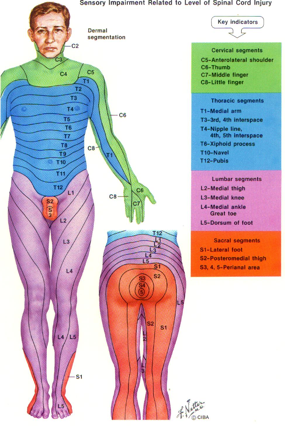 Thoracic Dermatomes